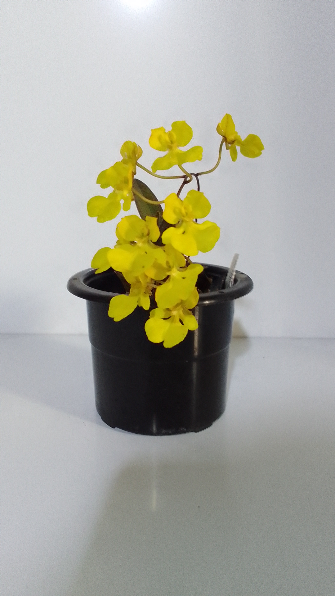 Orquídea Oncidium Onustum - Imagen 2