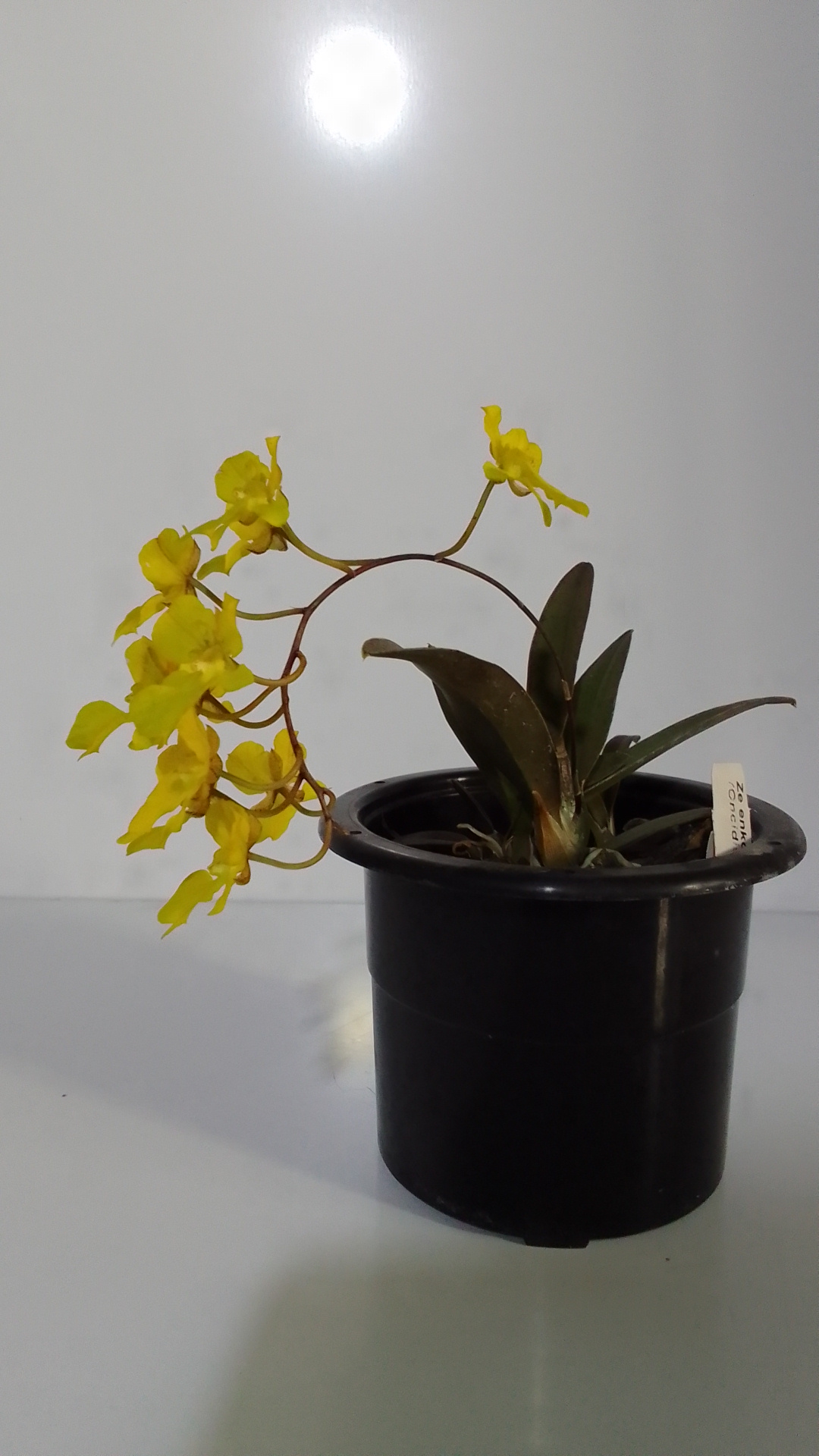 Orquídea Oncidium Onustum