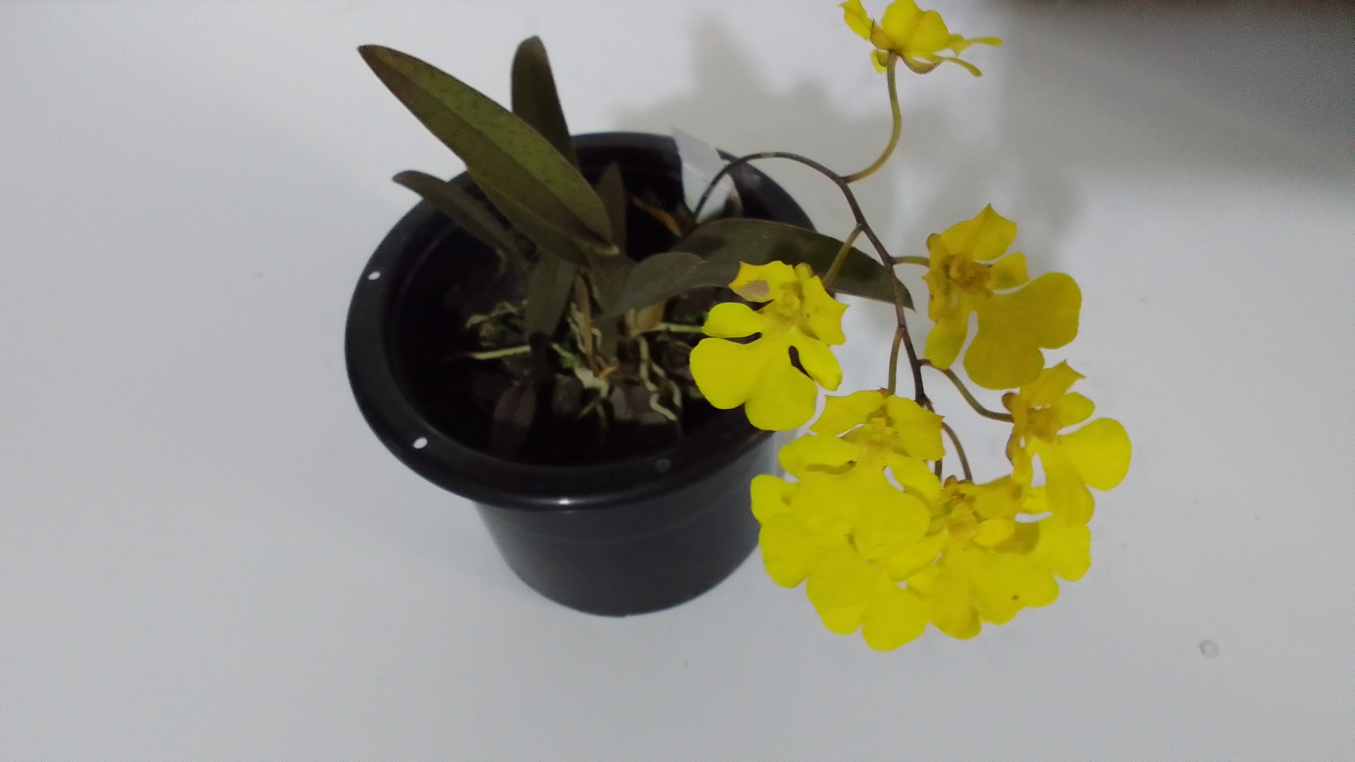 Orquídea Oncidium Onustum - Imagen 3