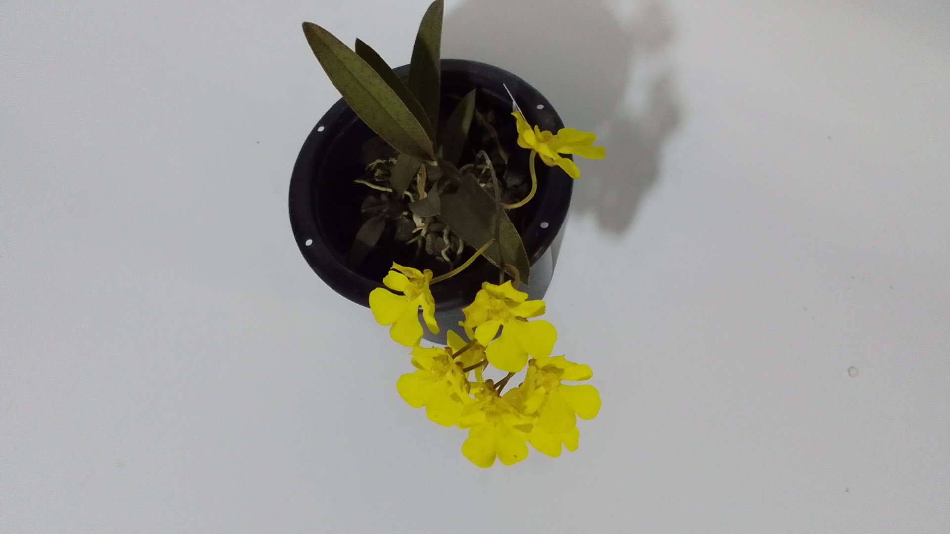 Orquídea Oncidium Onustum - Imagen 4