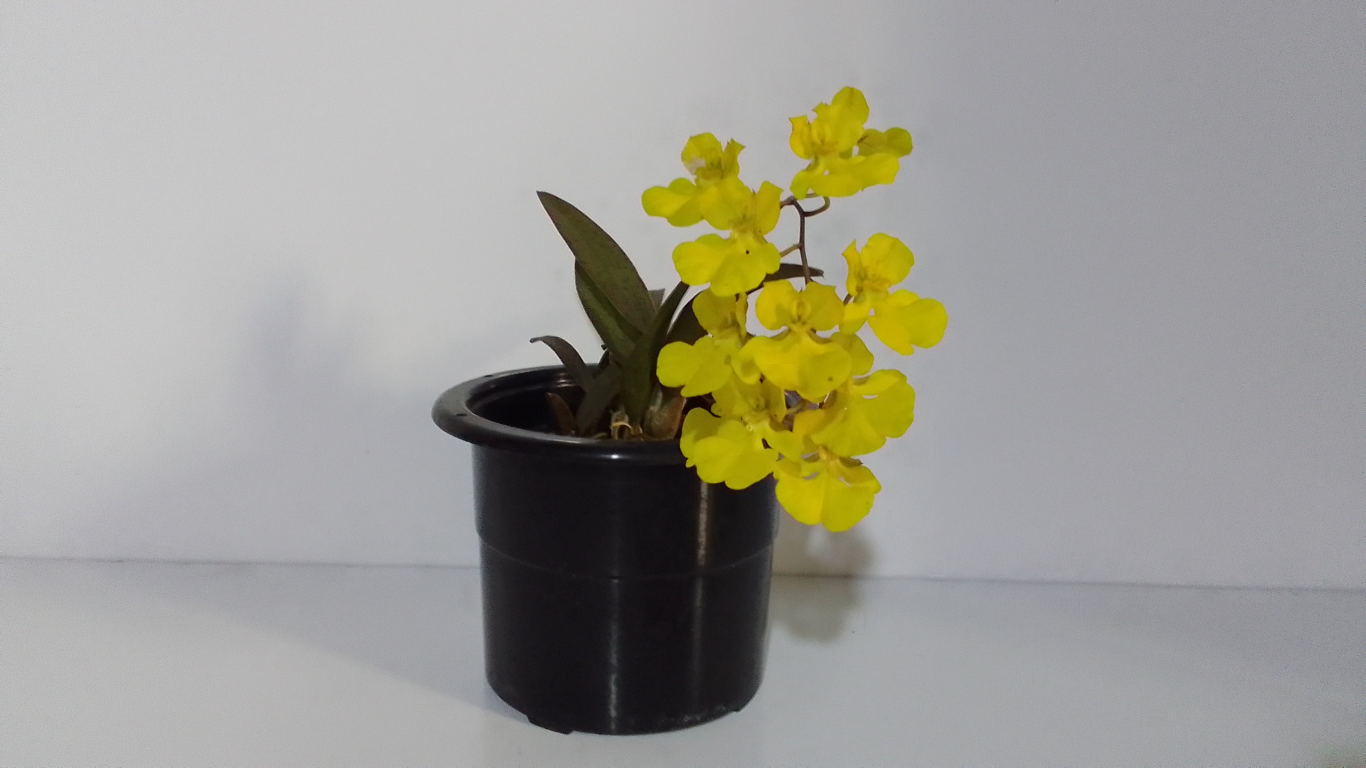 Orquídea Oncidium Onustum - Imagen 5