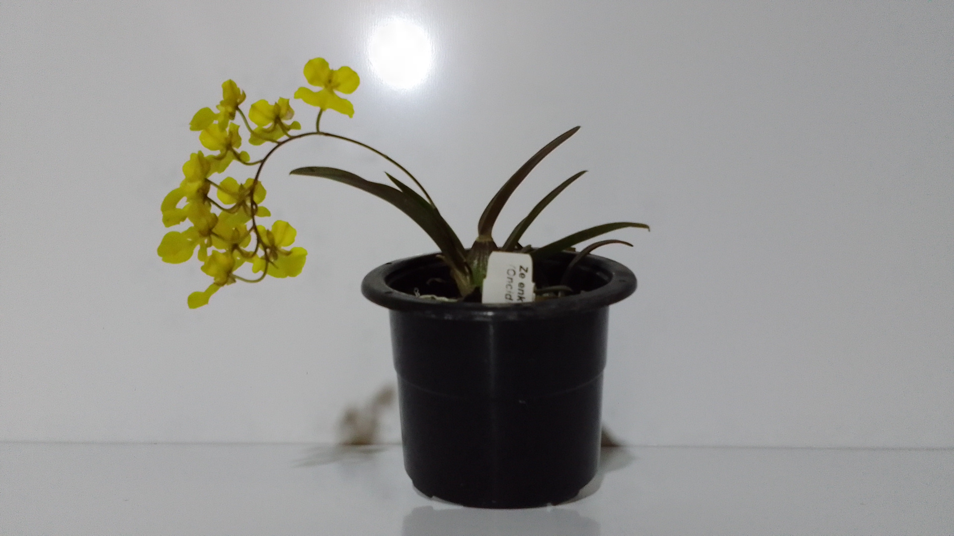 Orquídea Oncidium Onustum - Imagen 7