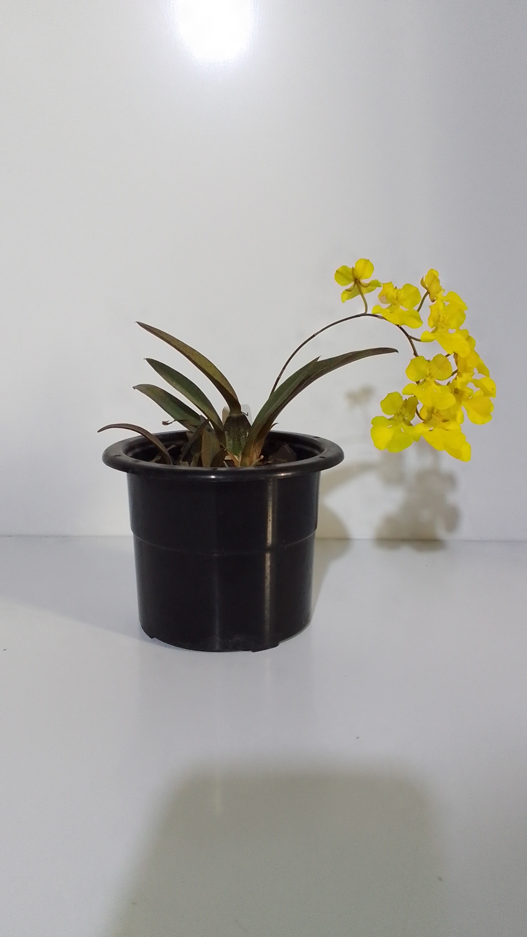 Orquídea Oncidium Onustum - Imagen 6
