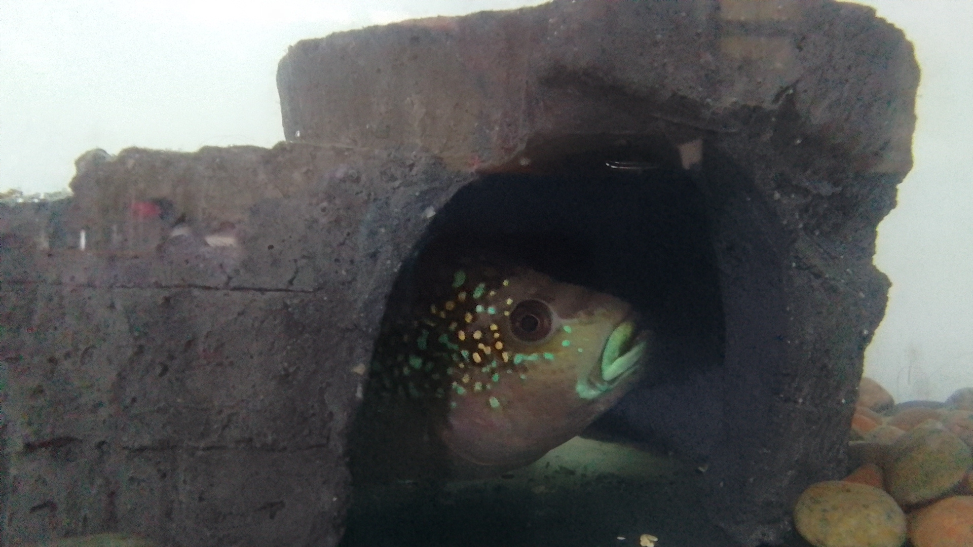 Cueva tocón raíz de árbol fosilizado para peces - Imagen 4